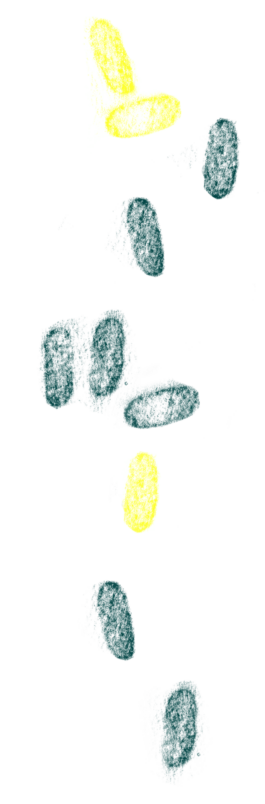 Compagnie L'entre deux mondes