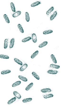 Compagnie L'entre deux mondes