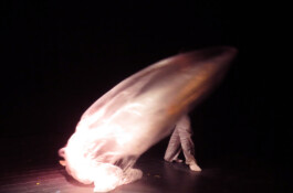 Compagnie L'entre deux mondes