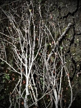 Compagnie L'entre deux mondes